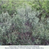 satyrium acaciae abdominalis hostplant2